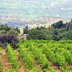 Syrah and olive trees